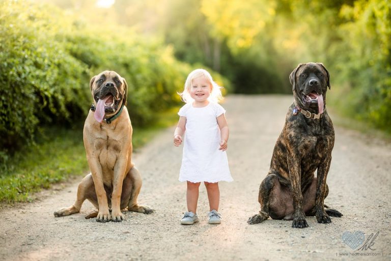 Toddler session with bull mastiff