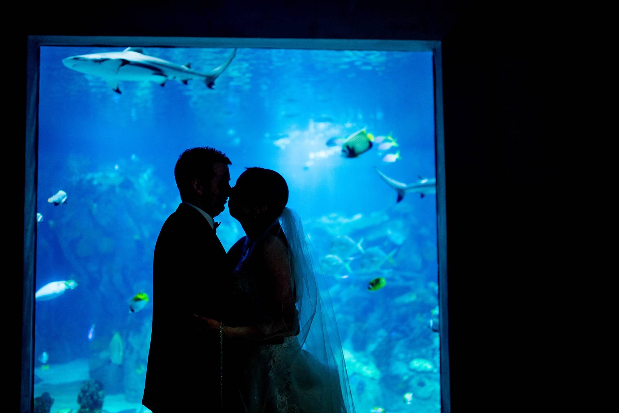 Toledo Zoo Aquarium wedding photographs