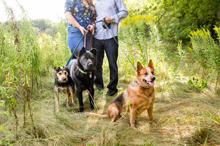 Engagement Session with Three Dogs // Casey and Nick