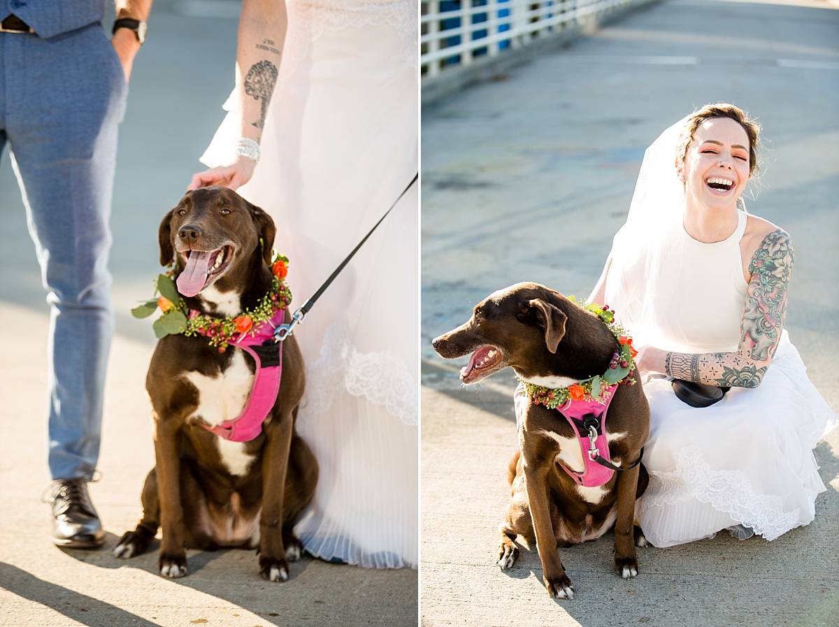 Bride and groom with dogs wedding photographs at the Grand Rapids Blue Bridge