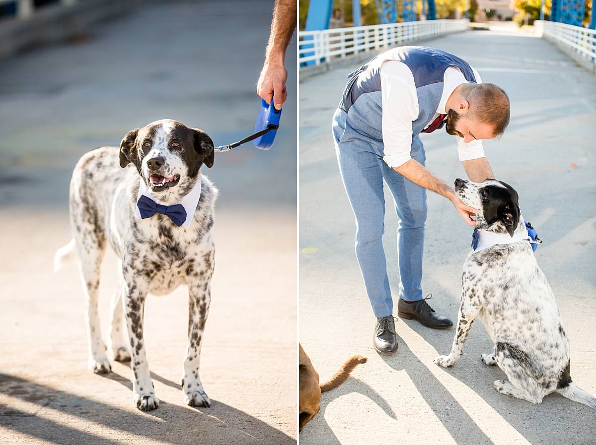 Bride and groom with dogs wedding photographs at the Grand Rapids Blue Bridge